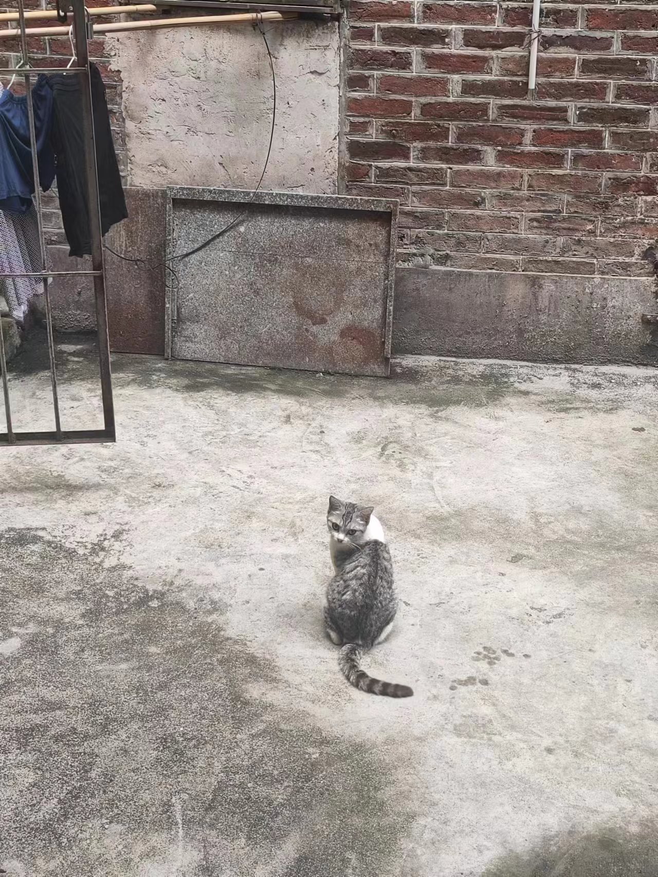 如果这次面试顺利的话,我就把“没人要”收养了,但我还是没能做到